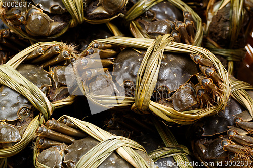 Image of Chinese Yangcheng Lake crab 