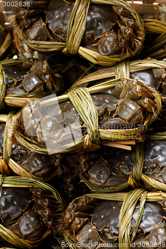 Image of Shanghai hairy crabs