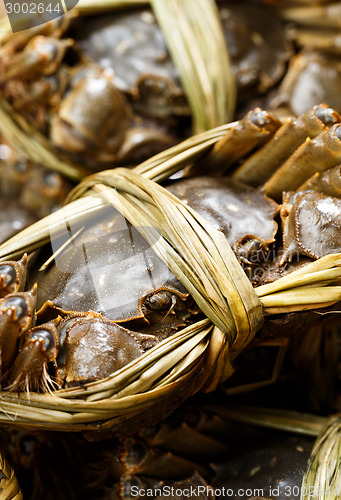 Image of Hairy crabs close up