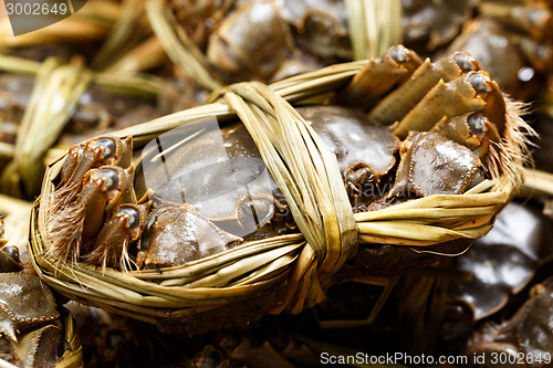 Image of Chinese mitten crabs