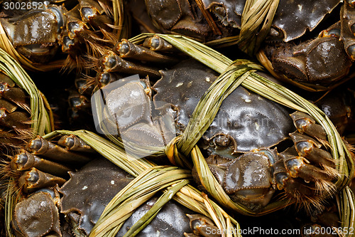 Image of Shanghai crabs