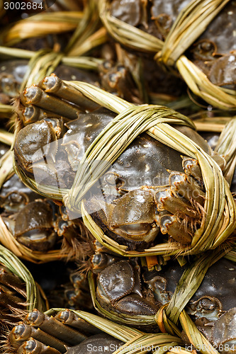 Image of Close up of uncooked hairy crabs