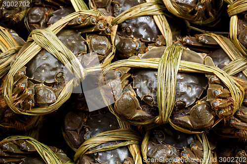 Image of Hairy crabs