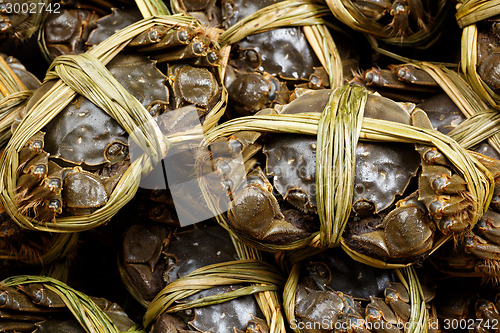 Image of Shanghai hairy crab 