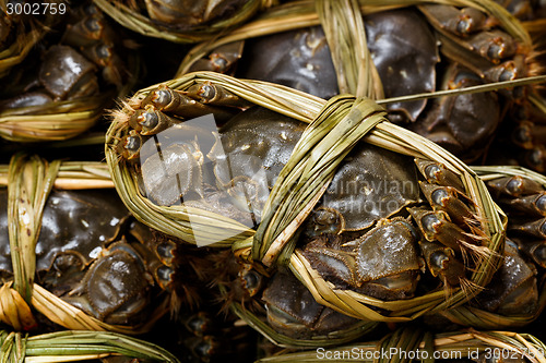 Image of Hairy crabs