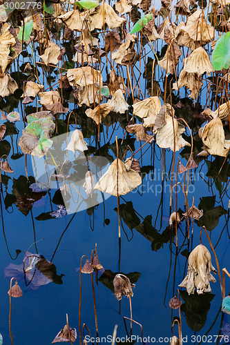 Image of Dead lotus leaves in pond