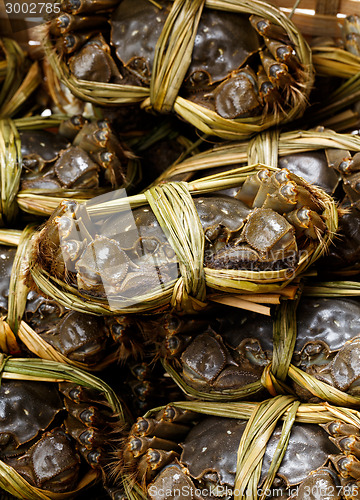 Image of Shanghai hairy crab 