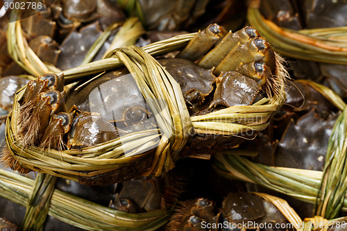 Image of Hairy crabs in China