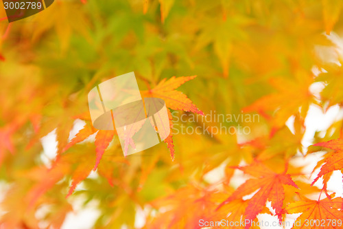 Image of Autumnal maple leaves 