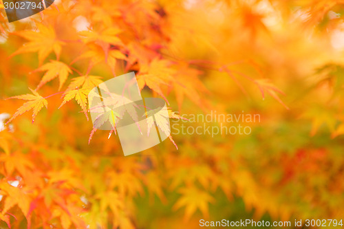 Image of Maple in Autumn Season 