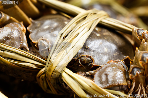 Image of Group of hairy crabs