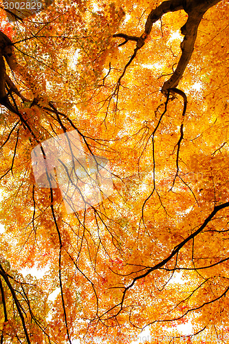 Image of Maple tree in forest 