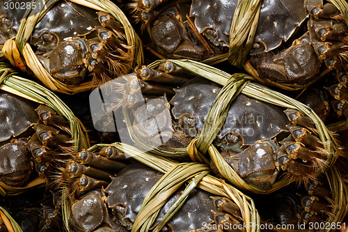 Image of Fresh chinese crabs