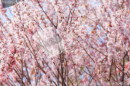 Image of Beautiful pink sakura tree