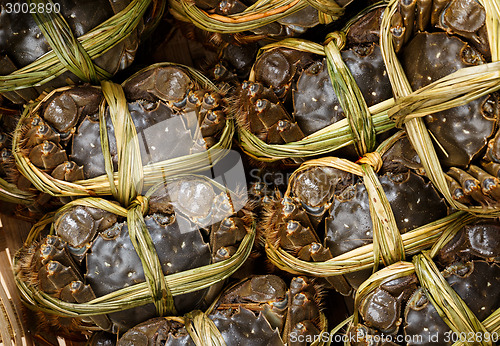 Image of Group of Shanghai hairy crab 