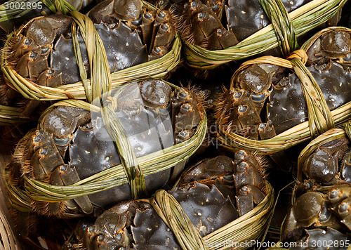 Image of Chinese hairy crab 