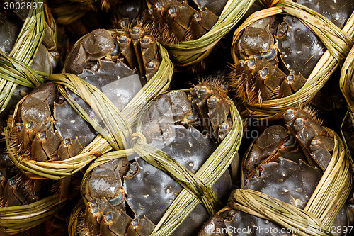 Image of Group of uncooked Hairy crabs