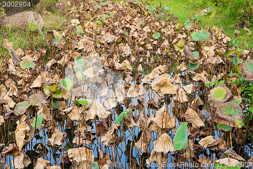 Image of Dead lotus leaves