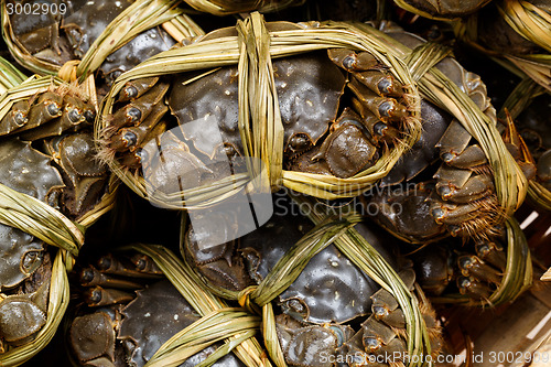 Image of Chinese Lake crab