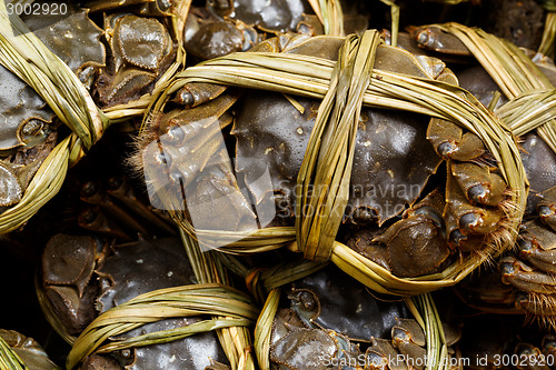 Image of Group of chinese hairy crabs