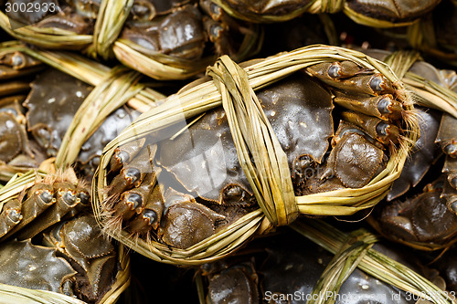 Image of Chinese hairy crab 