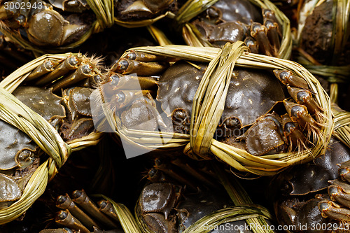 Image of Chinese mitten crabs