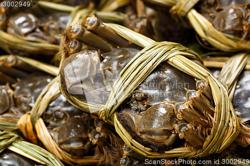 Image of Chinese Yangcheng Lake crab 