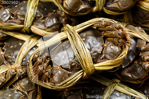 Image of Group of yangcheng Lake hairy crabs