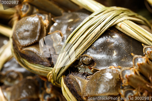 Image of Close up of freshness hairy crabs