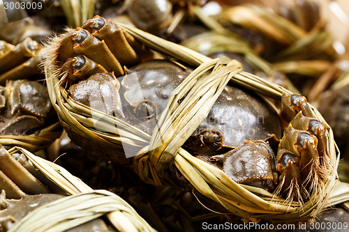 Image of Close up of hairy crabs