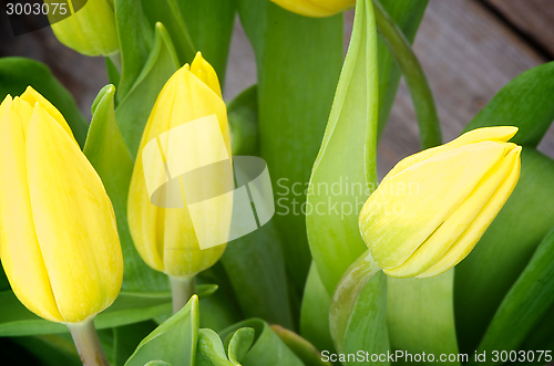 Image of Yellow Tulips