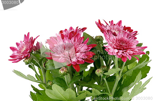 Image of Pink Chrysanthemum