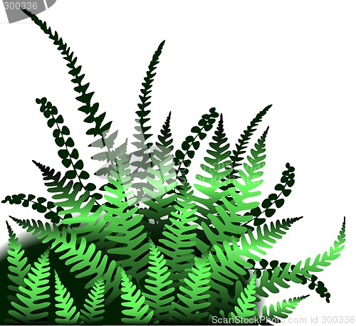 Image of Ferns