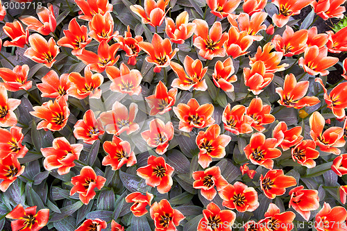 Image of Red and white Tulips in Keukenhof Flower Garden,The Netherlands