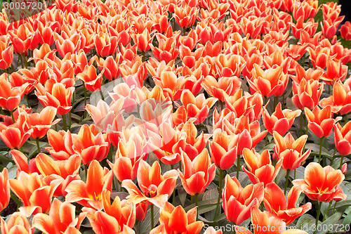 Image of Red and white  Tulips in Keukenhof Flower Garden,The Netherlands