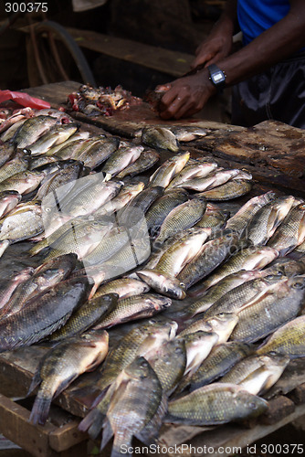 Image of Fish on the stall