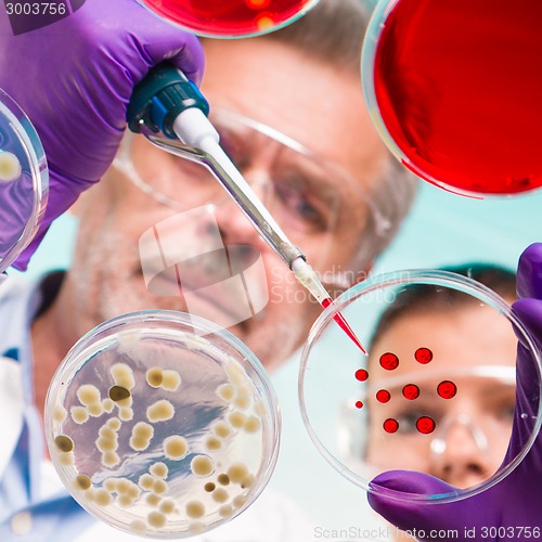 Image of Senior life science researcher grafting bacteria.