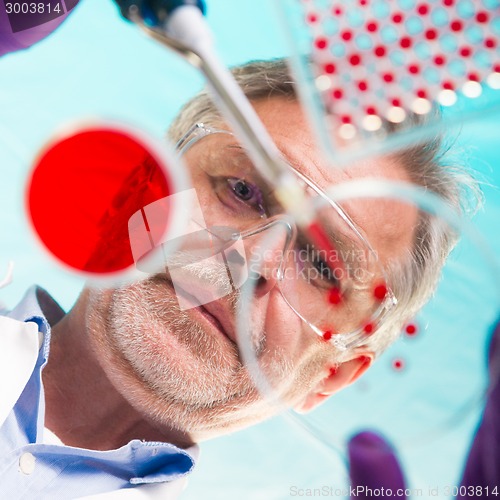 Image of Senior life science researcher grafting bacteria.