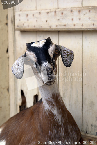 Image of Sheep near door