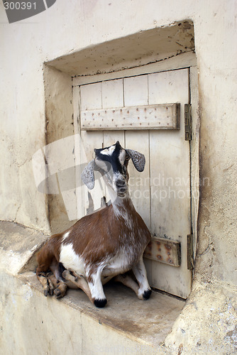 Image of Sheep and door