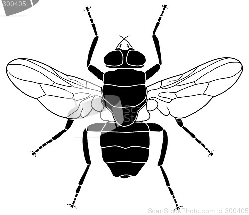 Image of Fly