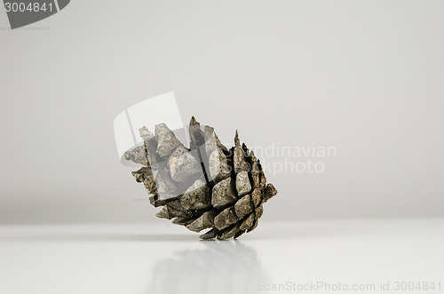 Image of One pine tree cone at white background