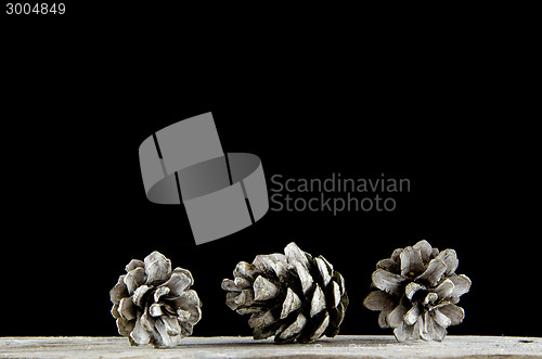 Image of Group of pine tree cones