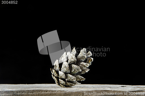 Image of One pine tree cone