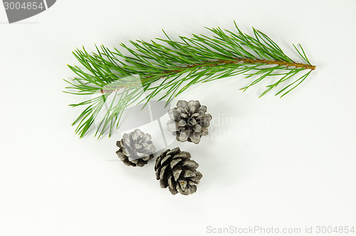 Image of Pine tree twig and cones