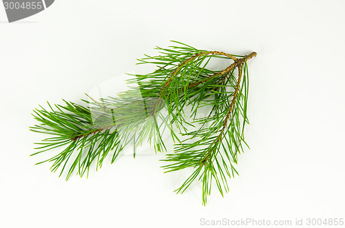 Image of Pine tree twig at white