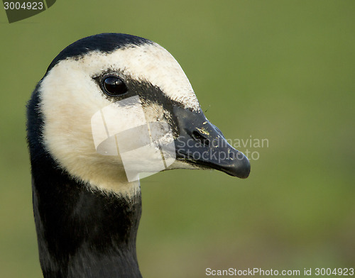 Image of Barnacle goose