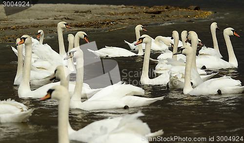 Image of Muted Swan