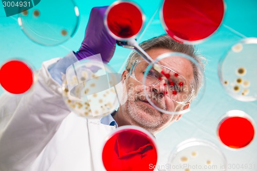 Image of Senior life science researcher grafting bacteria.