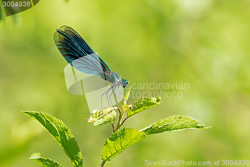 Image of Banded Demoiselle